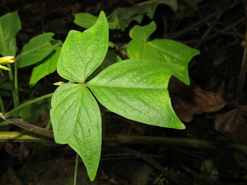 Oxalis semitruncata photo 4