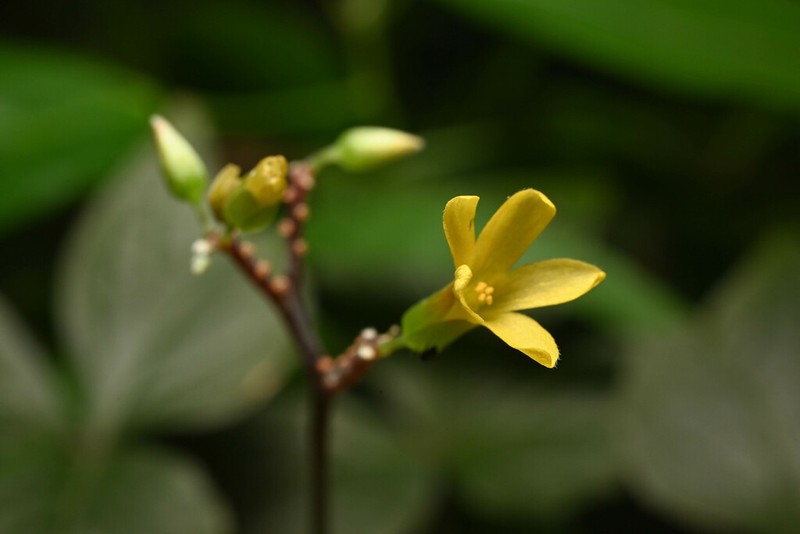 Oxalis semitruncata photo 5