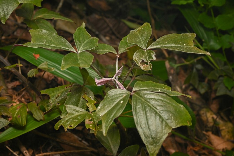 Oxalis semitruncata photo 6
