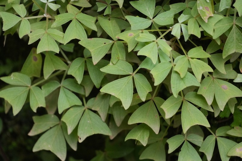 Oxalis semitruncata photo 7
