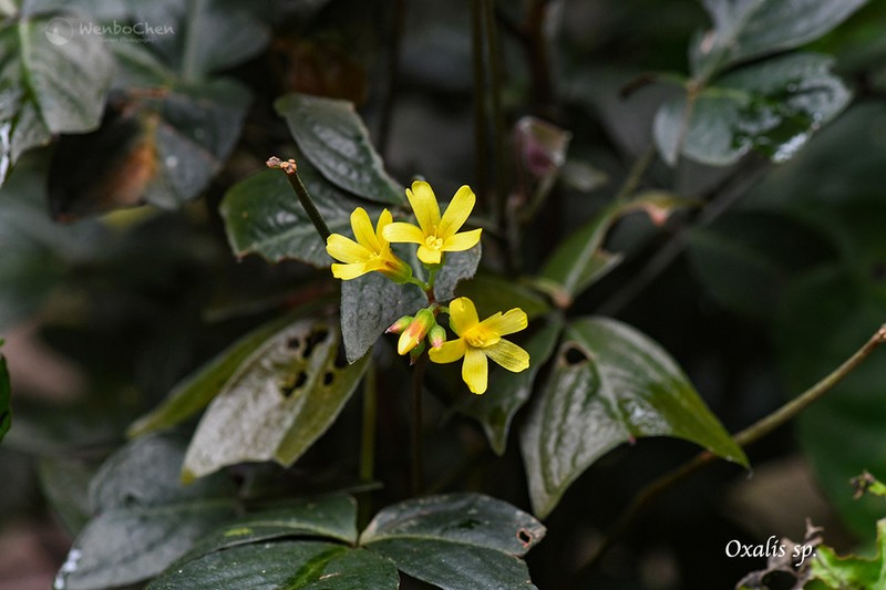 Oxalis semitruncata photo 8
