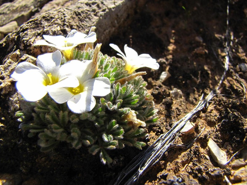 Oxalis senecta