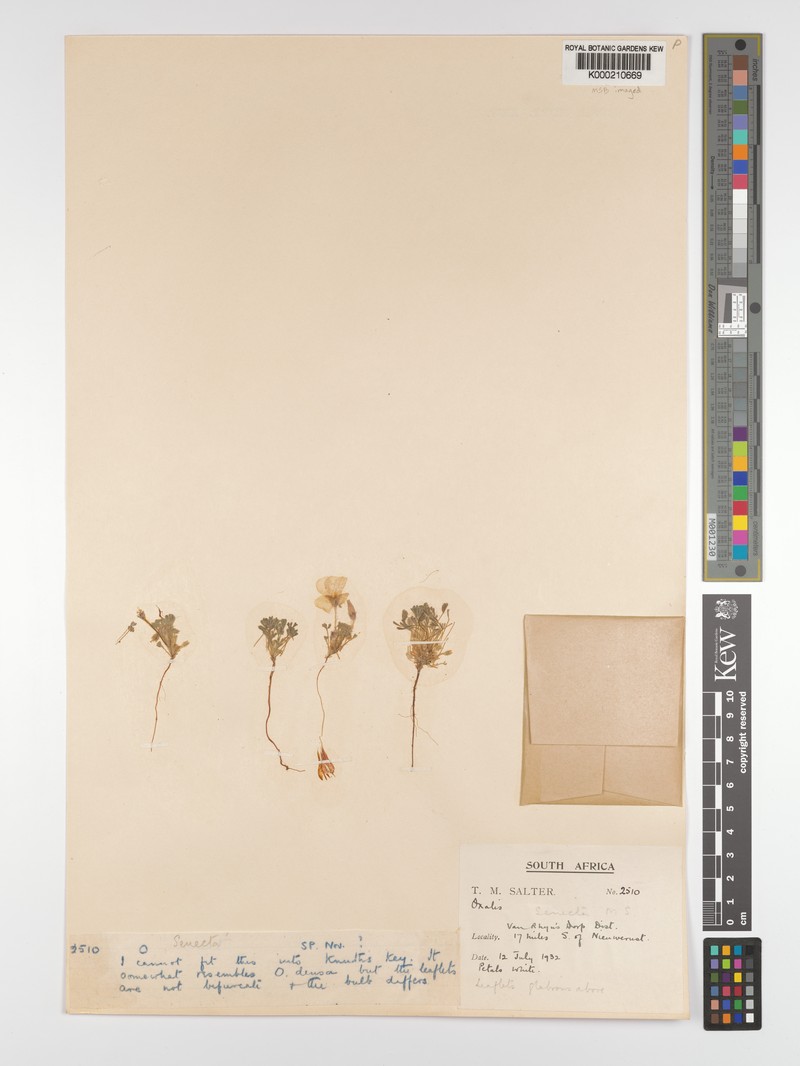 Oxalis senecta photo 3