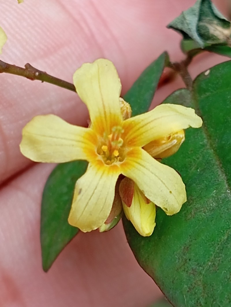 Oxalis sepium