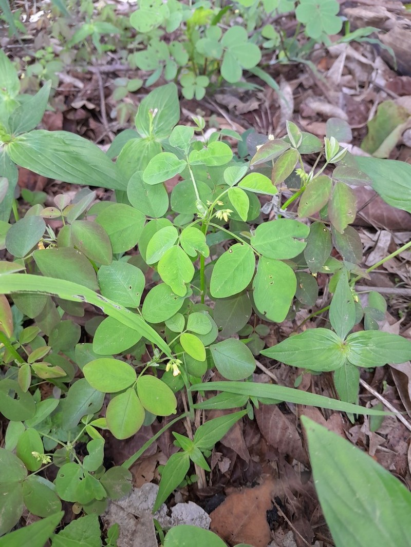 Oxalis sepium photo 2