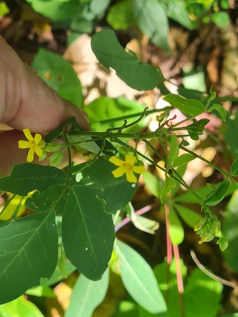 Oxalis sepium photo 3