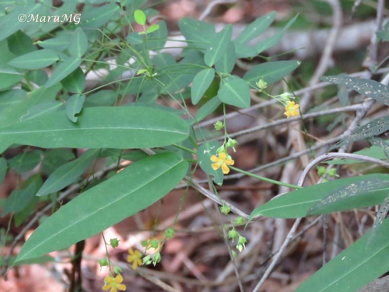 Oxalis sepium photo 4