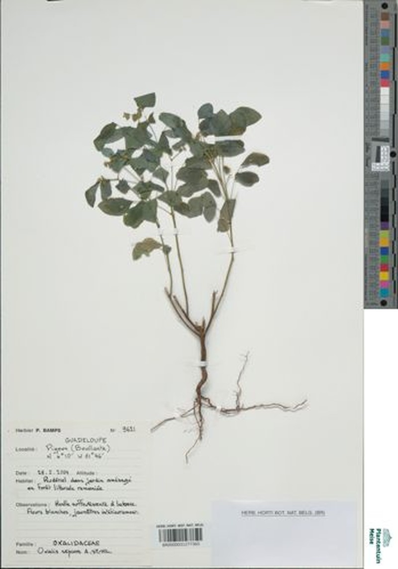 Oxalis sepium photo 5