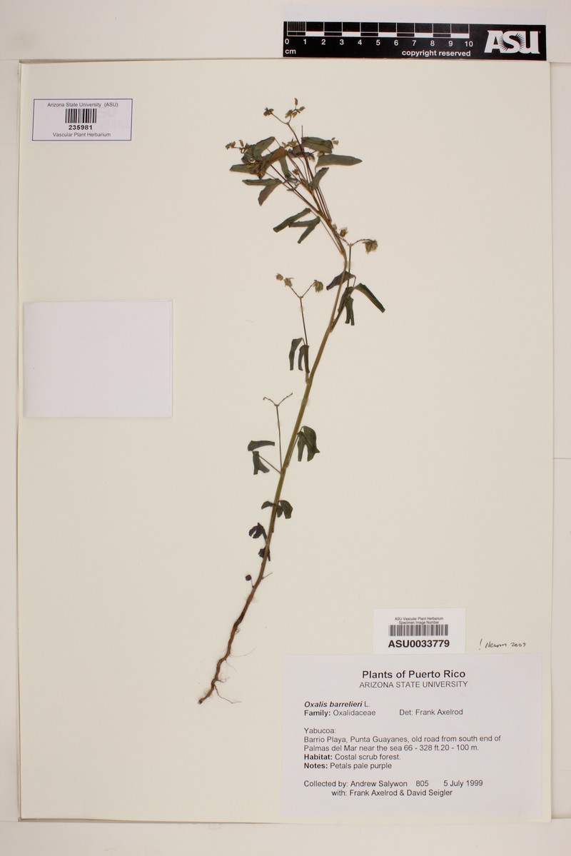 Oxalis sepium photo 6
