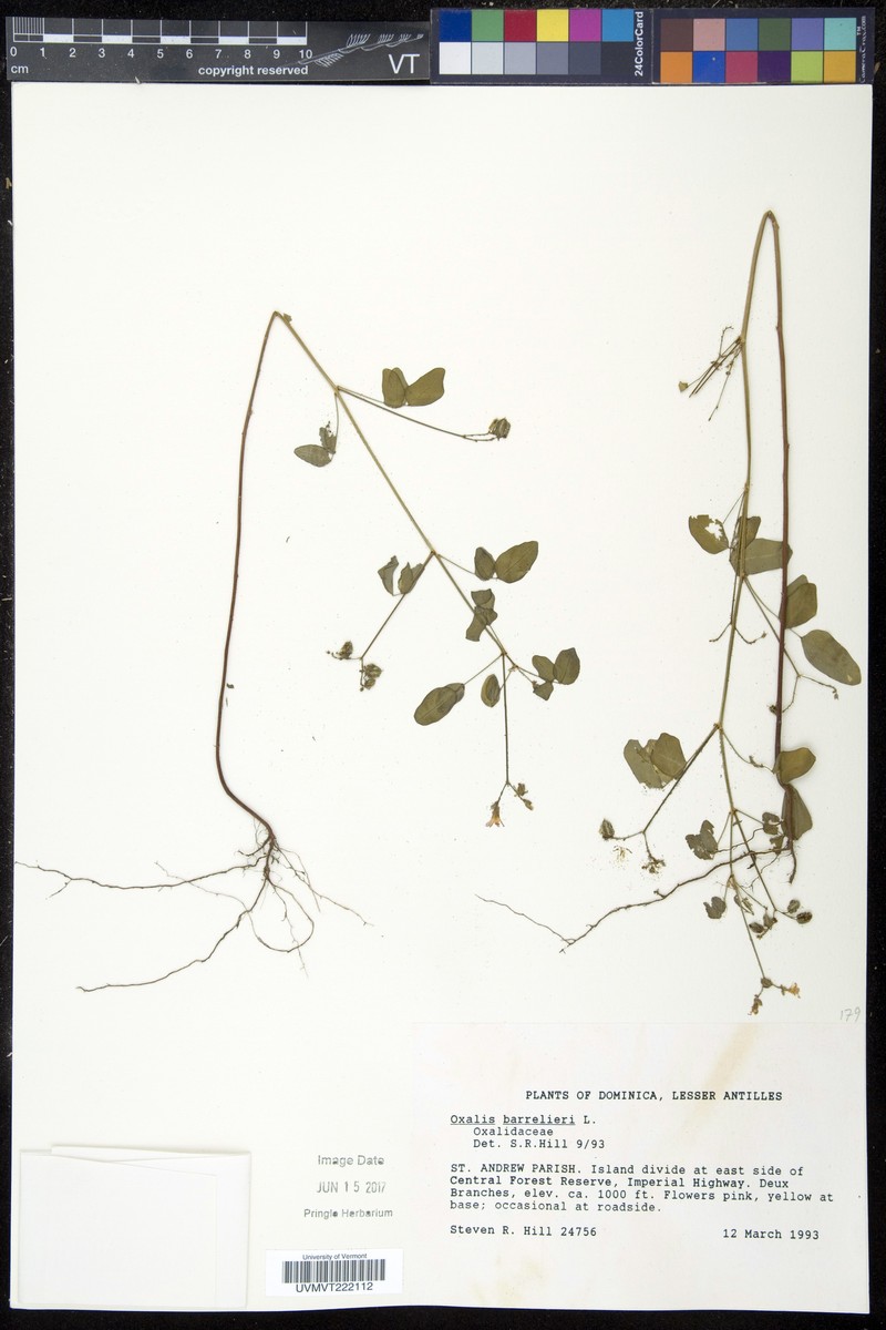 Oxalis sepium photo 7