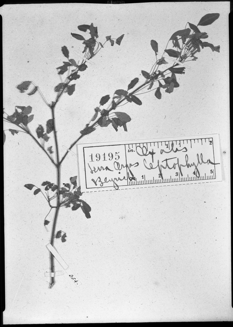 Oxalis sepium subsp. leptophylla