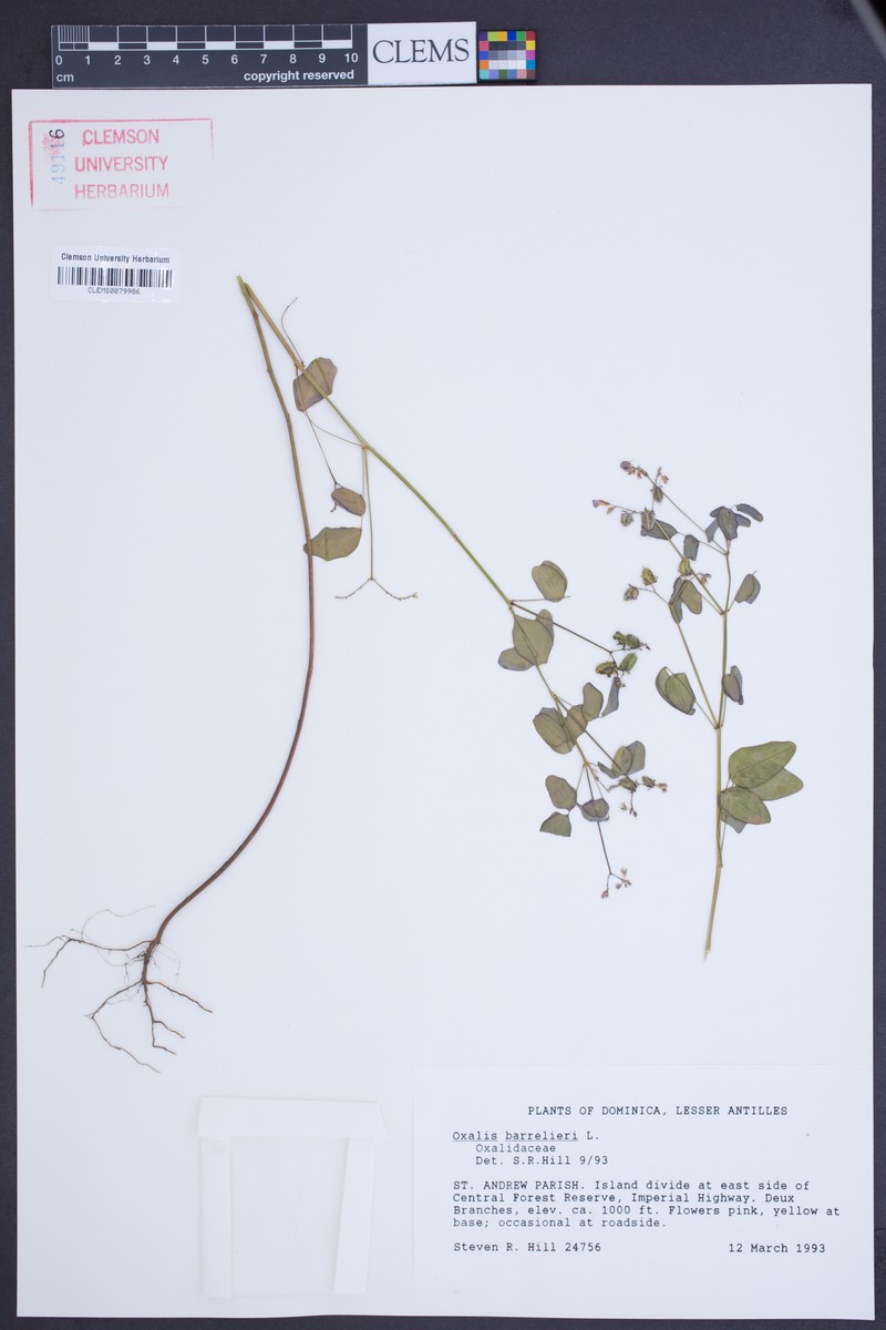 Oxalis sepium subsp. sepium photo 3