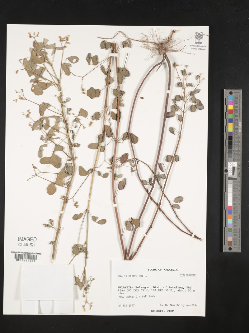 Oxalis sepium subsp. sepium photo 4