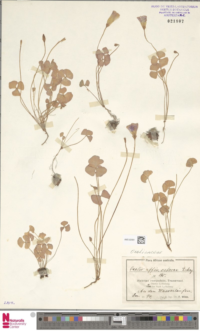 Oxalis setosa