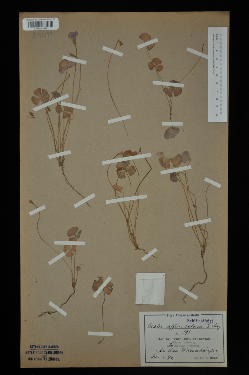 Oxalis setosa photo 2
