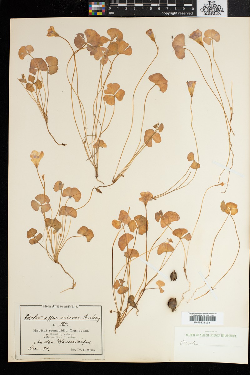 Oxalis setosa photo 3