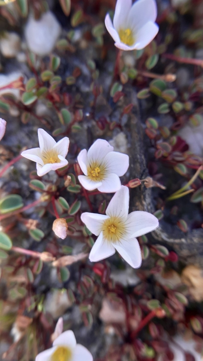 Oxalis simplex photo 2
