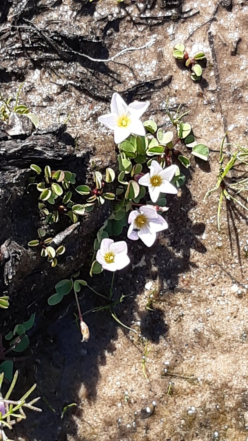 Oxalis simplex photo 3