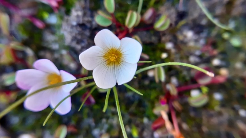 Oxalis simplex photo 5