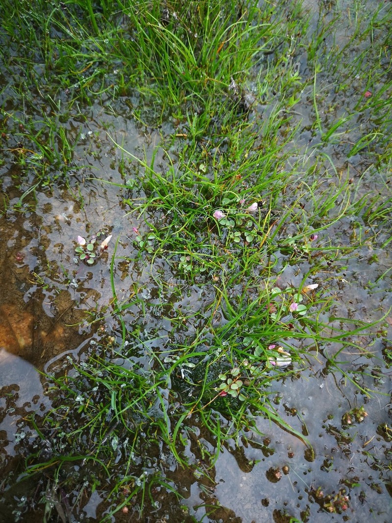 Oxalis simplex photo 6