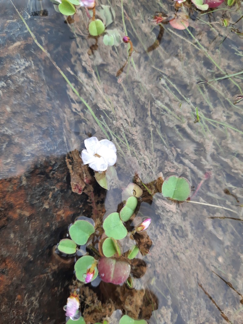 Oxalis simplex photo 8