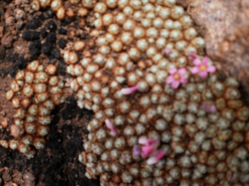 Oxalis sleumeri