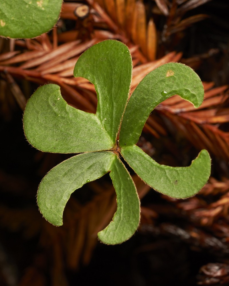 Oxalis smalliana