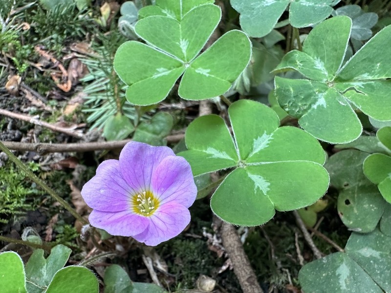 Oxalis smalliana photo 2