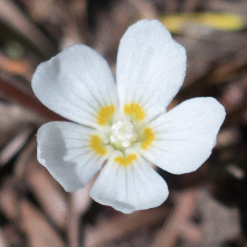 Oxalis smalliana photo 3