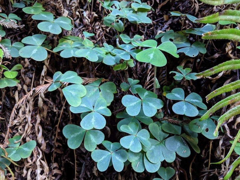 Oxalis smalliana photo 4