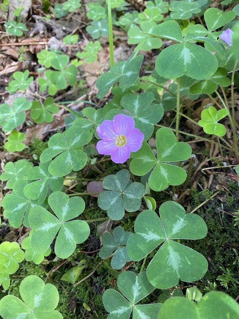 Oxalis smalliana photo 5
