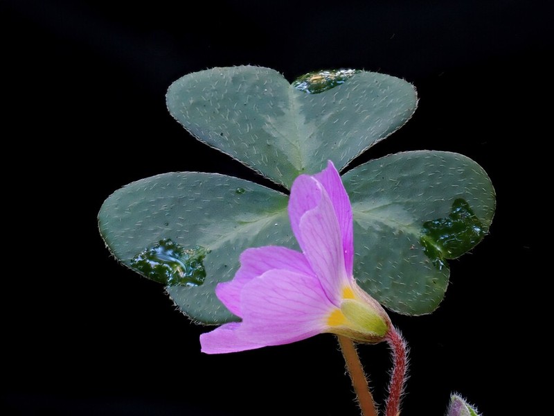 Oxalis smalliana photo 6