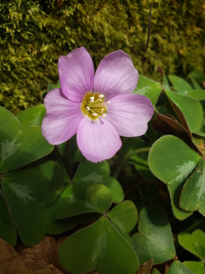 Oxalis smalliana photo 7