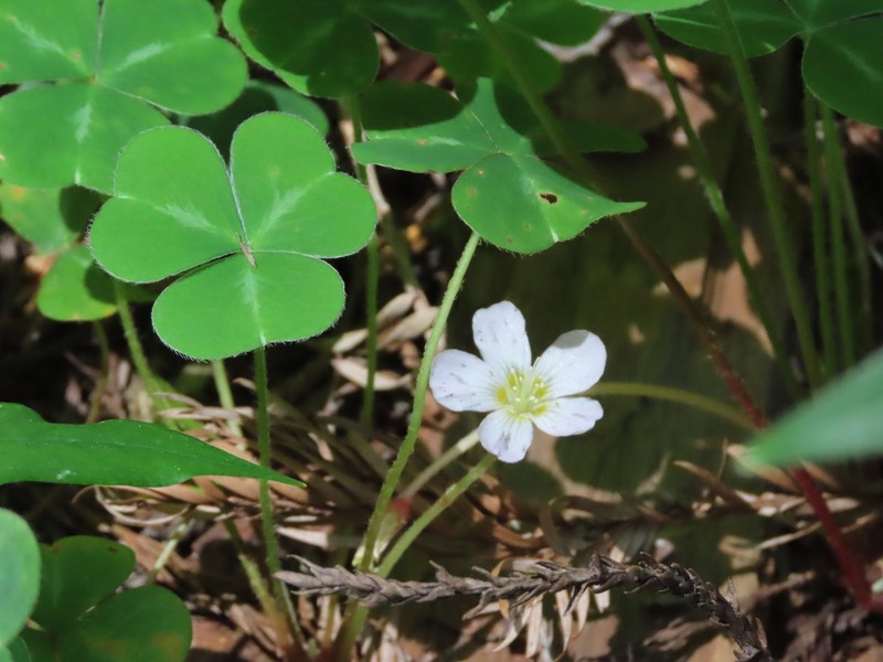 Oxalis smalliana photo 8