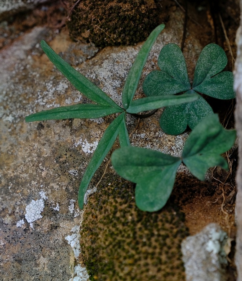 Oxalis smithiana