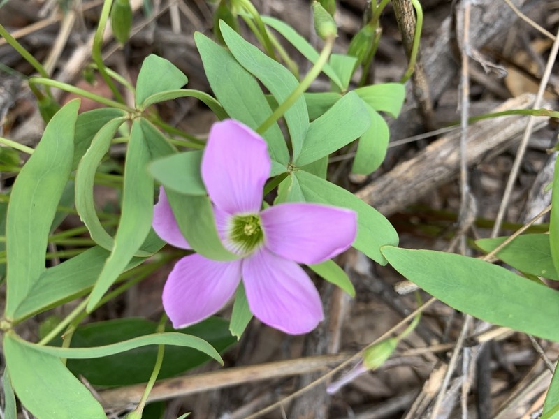 Oxalis smithiana photo 2