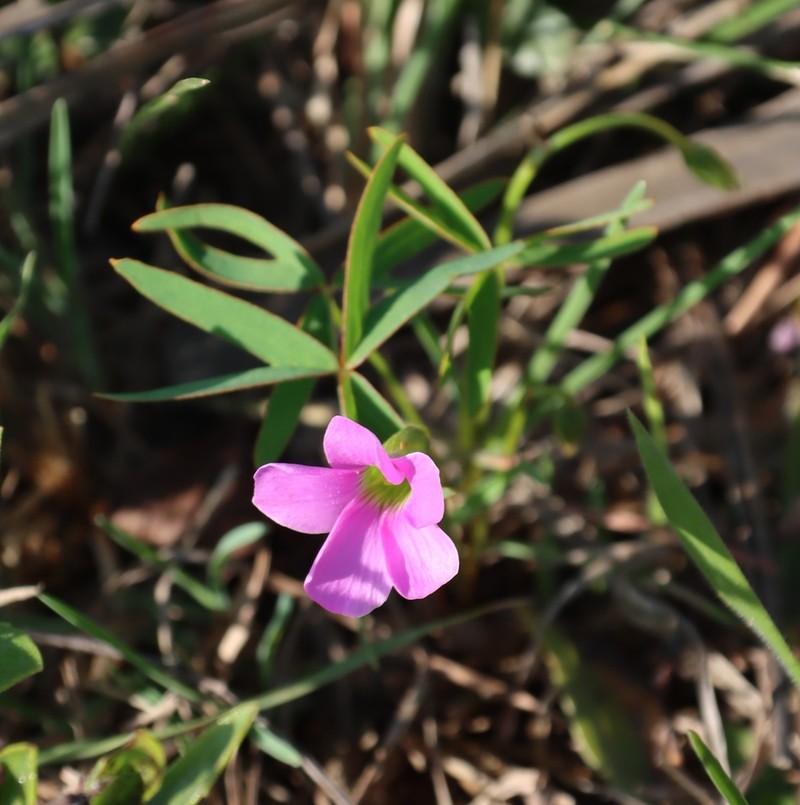 Oxalis smithiana photo 3