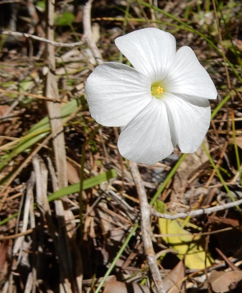 Oxalis smithiana photo 4