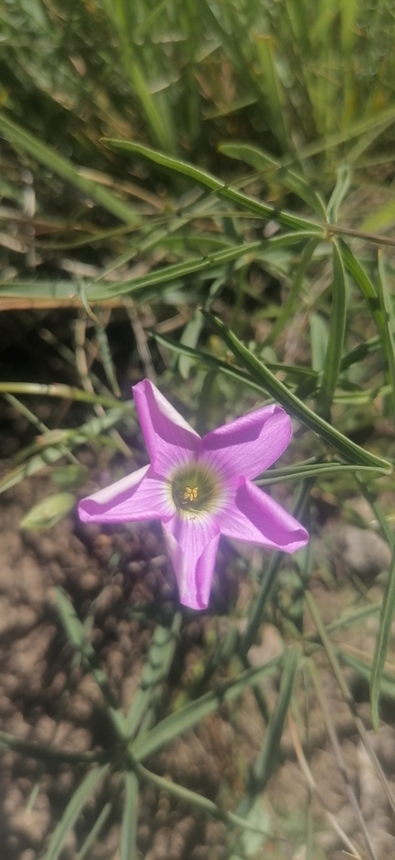 Oxalis smithiana photo 5