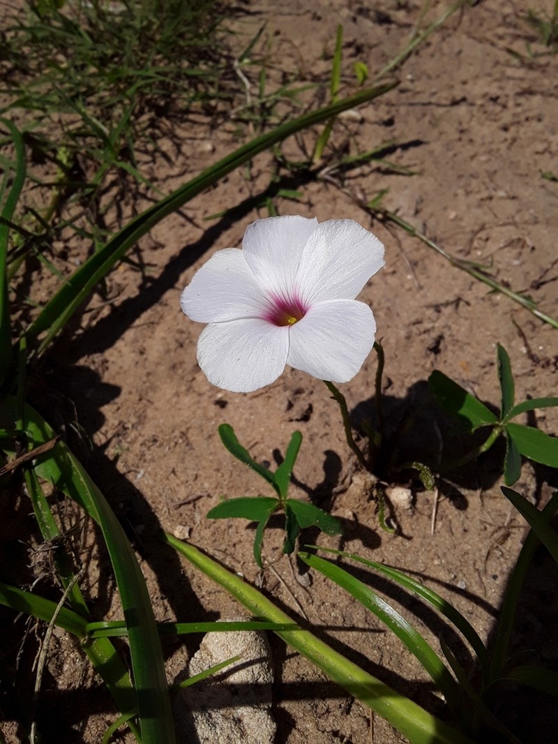 Oxalis smithiana photo 7