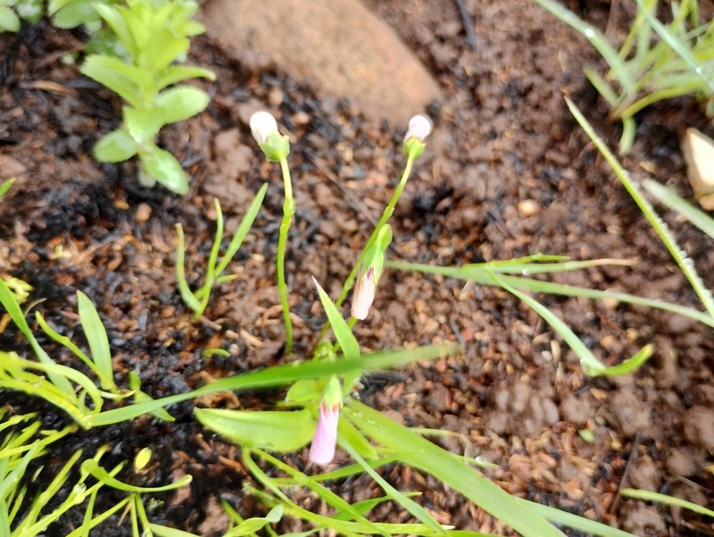 Oxalis smithiana photo 8