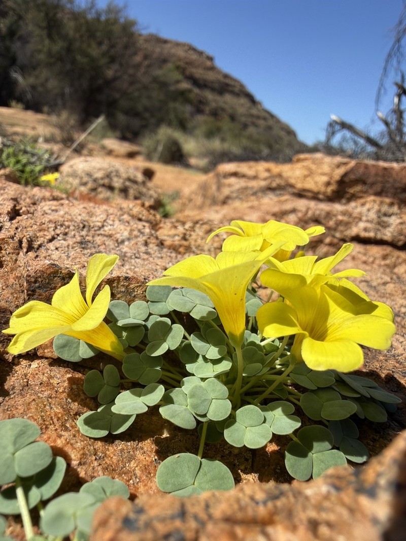 Oxalis sonderiana photo 2