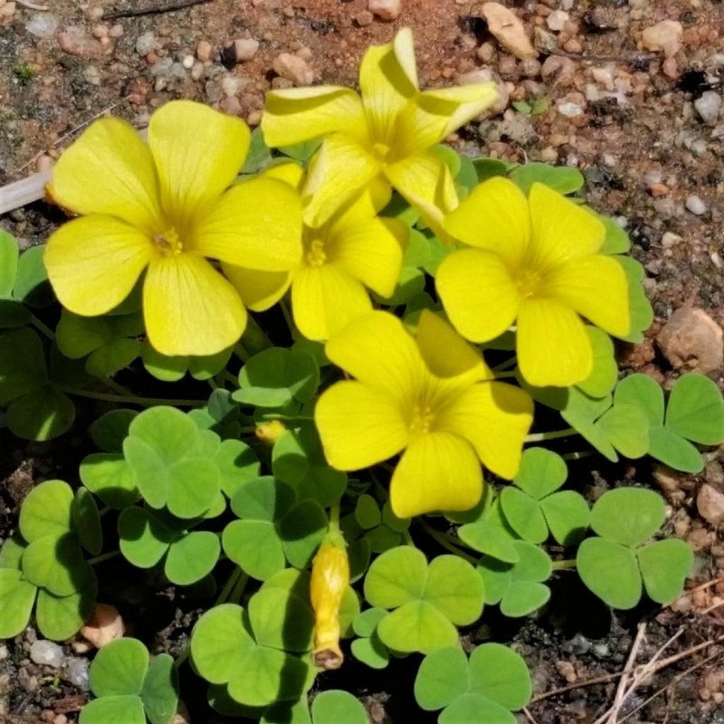 Oxalis sonderiana photo 3
