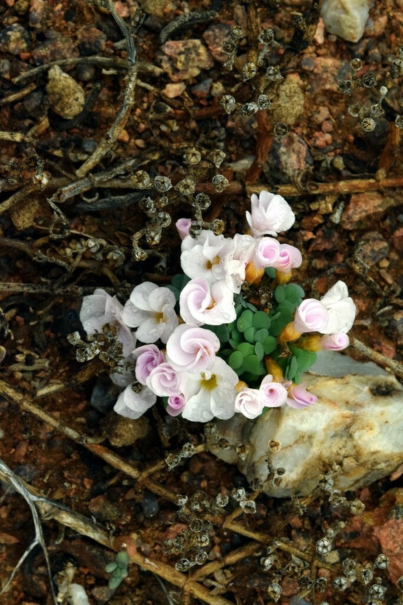 Oxalis sonderiana photo 4