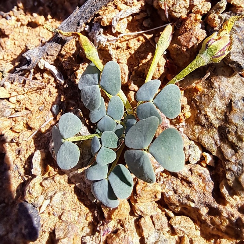 Oxalis sonderiana photo 5