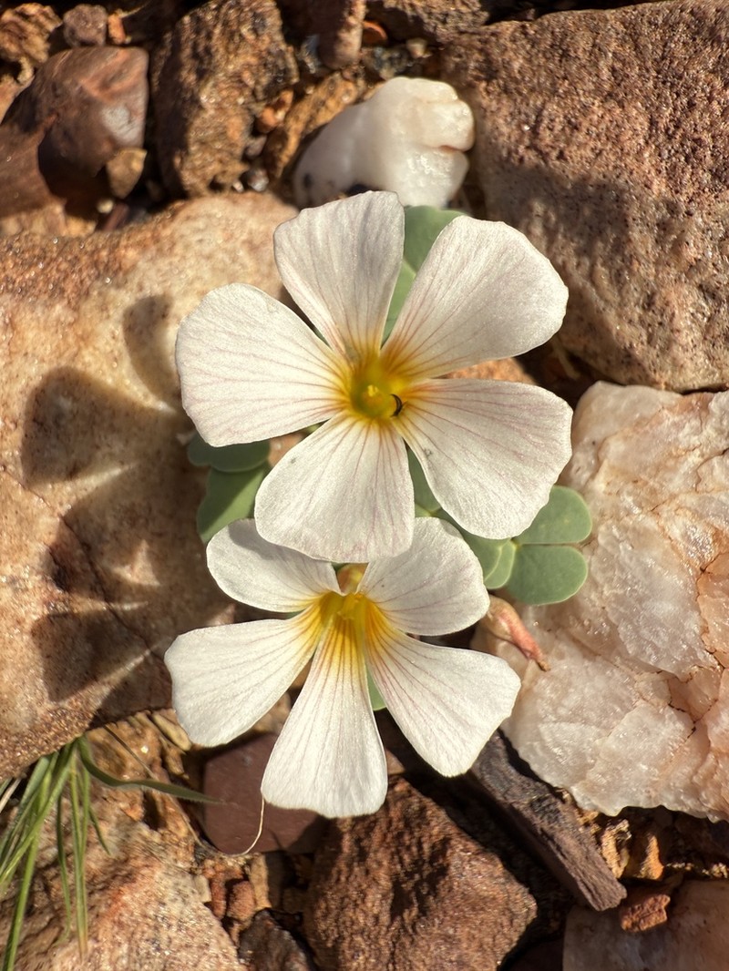 Oxalis sonderiana photo 7