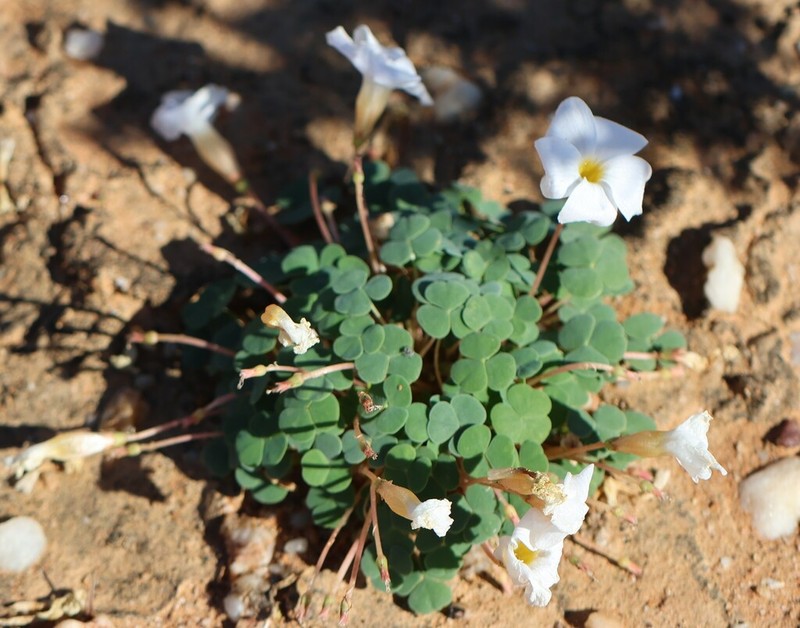 Oxalis sonderiana photo 8