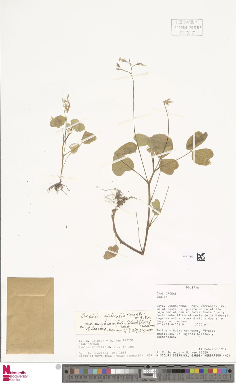 Oxalis spiralis subsp. membranifolia