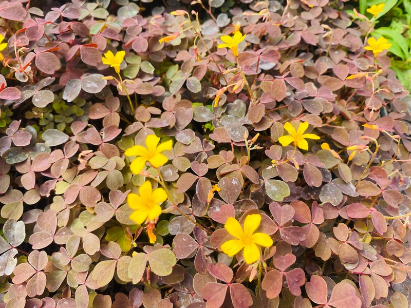 Oxalis spiralis subsp. spiralis