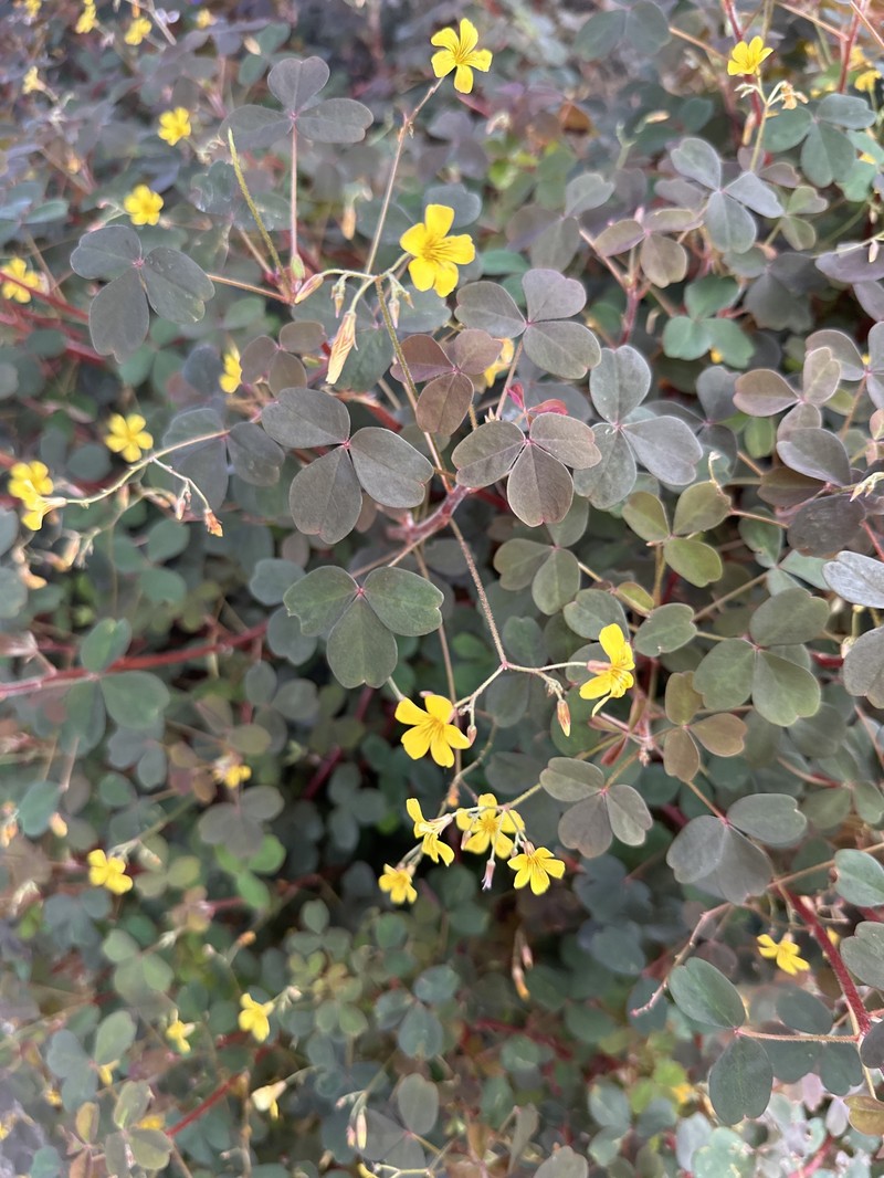 Oxalis spiralis subsp. spiralis photo 2